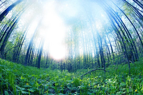 Luce mistica in una foresta — Foto Stock