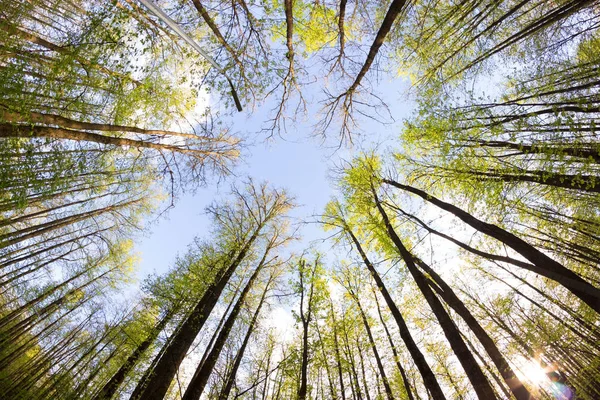 Vista al cielo desde el bosque — Foto de Stock