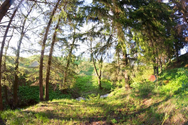 Floresta Verde na Primavera — Fotografia de Stock