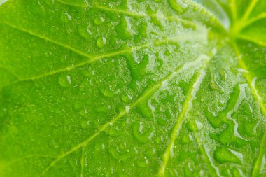 Su taze yeşil yaprağa damlıyor.