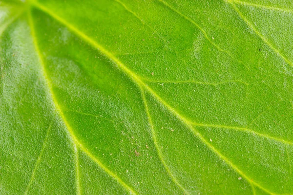 Folha verde textura de fundo — Fotografia de Stock