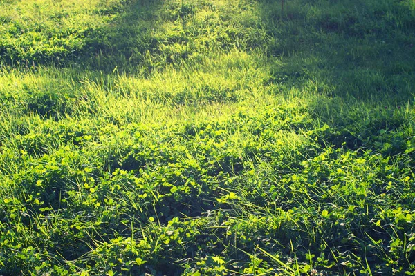 Groen gras achtergrond textuur — Stockfoto