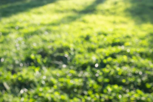 Hierba fondo desenfocado — Foto de Stock