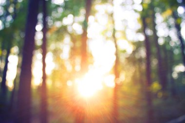 Orman bulanıklık baground