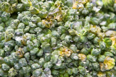 Brokoli lahana çiçeklerin makro çekim