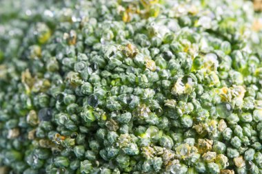 Brokoli lahana çiçeklerin makro çekim