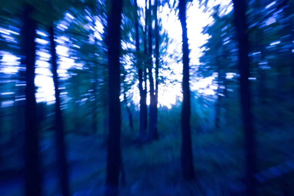 Floresta sinistra escura — Fotografia de Stock