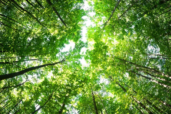 Hutan hijau. Pohon dengan daun hijau dan sinar matahari . — Stok Foto