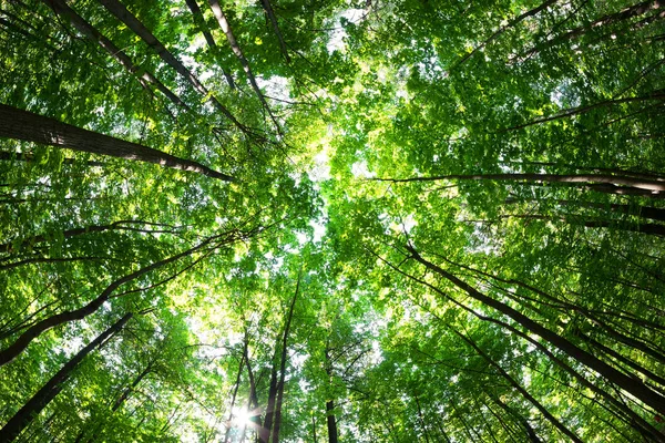 Zöld erdőben. Fa, zöld levelek, és a nap fény. — Stock Fotó