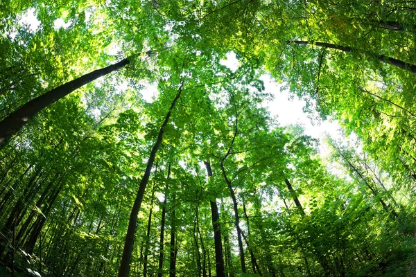 Hutan hijau. Pohon dengan daun hijau dan sinar matahari . — Stok Foto