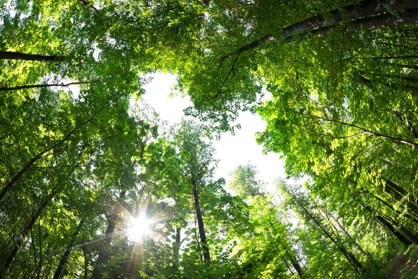 Hutan hijau. Pohon dengan daun hijau dan sinar matahari . — Stok Foto