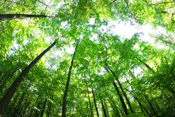 Floresta verde. Árvore com folhas verdes e luz solar . — Fotografia de Stock