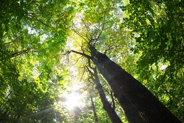 हिरव्यागार जंगल. हिरव्या पाने आणि सूर्यप्रकाश असलेले झाड . — स्टॉक फोटो, इमेज