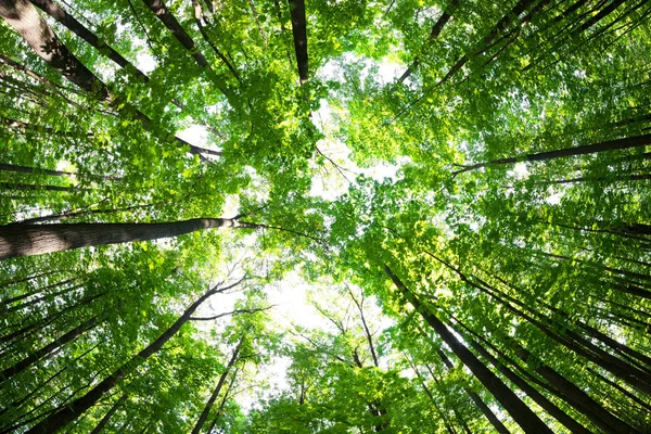 हिरव्यागार जंगल. हिरव्या पाने आणि सूर्यप्रकाश असलेले झाड . — स्टॉक फोटो, इमेज