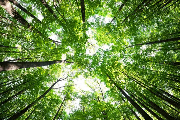 Hutan hijau. Pohon dengan daun hijau dan sinar matahari . — Stok Foto