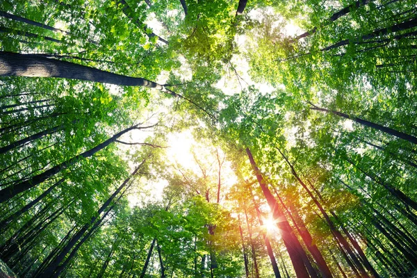 Zöld erdőben. Fa, zöld levelek, és a nap fény. — Stock Fotó