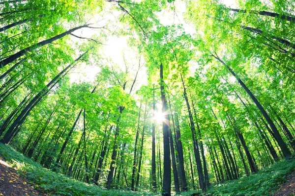 Floresta verde. Árvore com folhas verdes e luz solar . — Fotografia de Stock