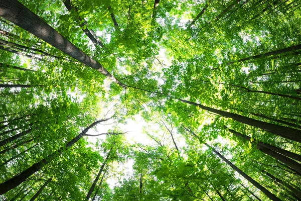 Bosque verde. Árbol con hojas verdes y luz solar . — Foto de Stock