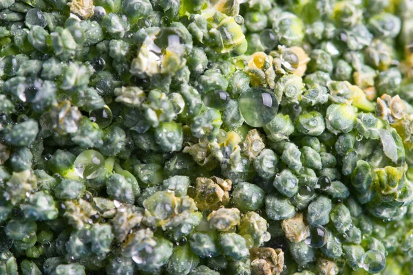 Brokoli lahana çiçeklerin makro çekim — Stok fotoğraf