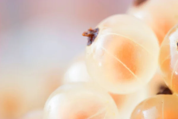 Weiße frische Beeren — Stockfoto