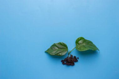 Genç bitki mavi zemin üzerine