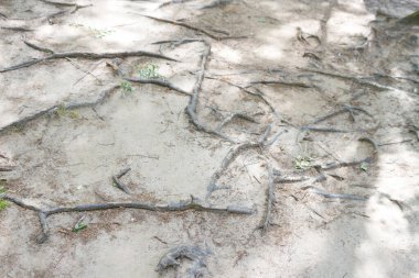 köklerin yakın çekim