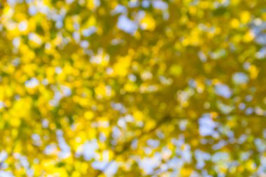 Sonbahar yaprakları soyut arkaplan