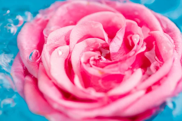 Rosa rosa en agua azul —  Fotos de Stock