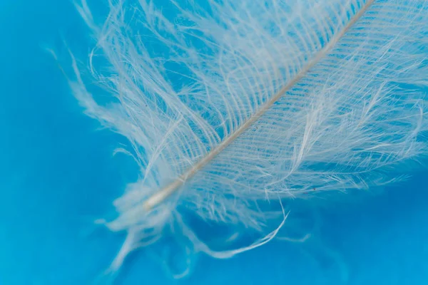 Close uo of white feather — Stock Photo, Image