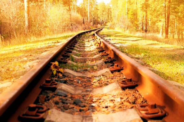 El ferrocarril atraviesa el bosque —  Fotos de Stock