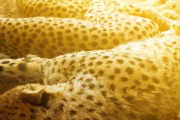 Изображение спящего гепарда — стоковое фото