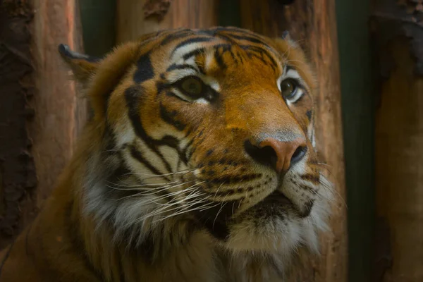 Tigre de Bengala de cerca — Foto de Stock
