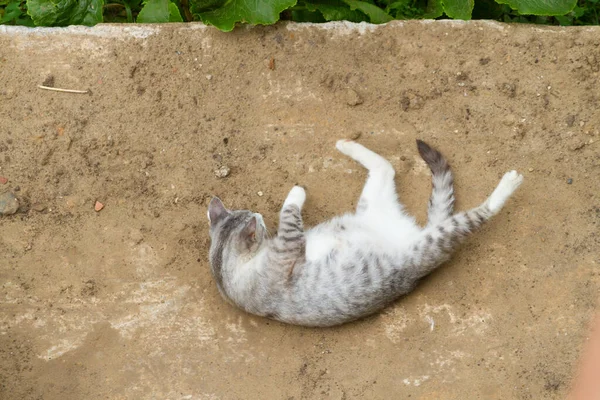 Vista sobre gato gris —  Fotos de Stock