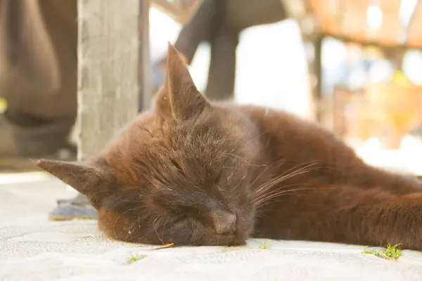 Lindo gato negro —  Fotos de Stock