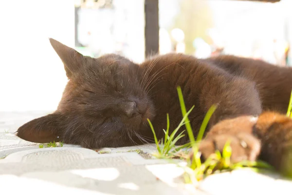 Bonito preto gato — Fotografia de Stock