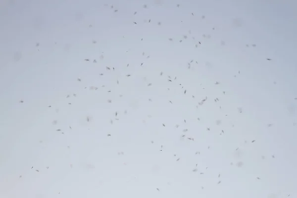 Muitos insetos no céu — Fotografia de Stock