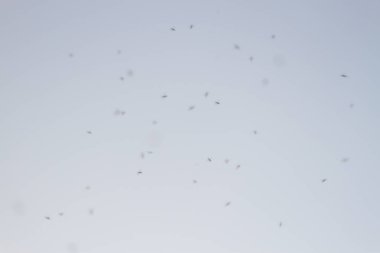 Gökyüzünde bir sürü böcek var.