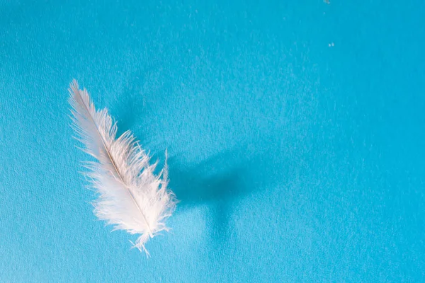 Пір'я білого птаха на синьому фоні — стокове фото