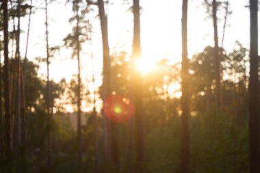 Çam ağacı ormanının bulanık görüntüsü