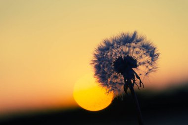 karahindiba ve gün batımı arka plan