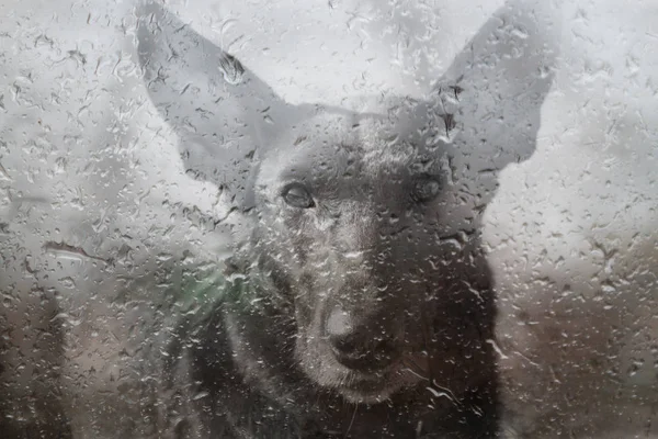 Sorgsen hund bakom våta fönster — Stockfoto