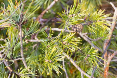 Noel ağacı dallarını kapatın.