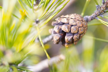 Noel ağacı dallarını kapatın.