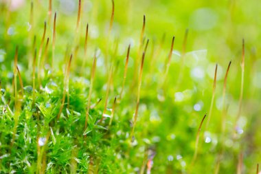 Ağaçta yeşil yosun