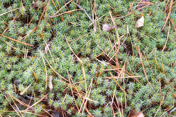 Green moss on the tree — Stock Photo, Image