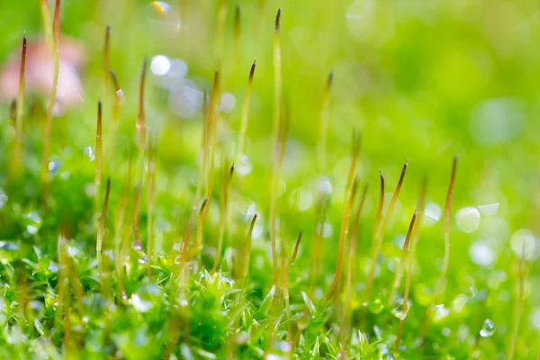 Green moss on the tree — Stock Photo, Image