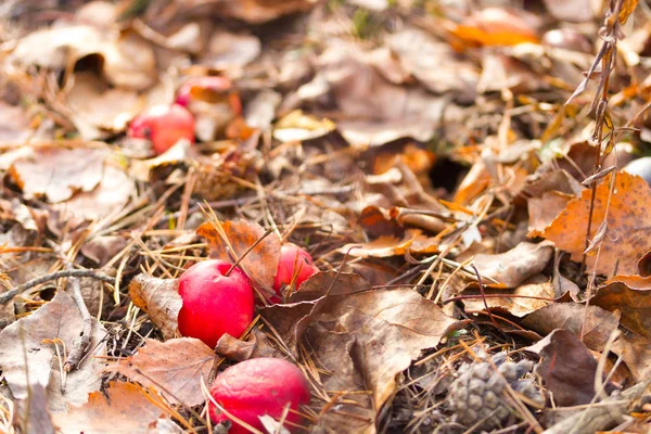 Red apples laying on the ground — 스톡 사진