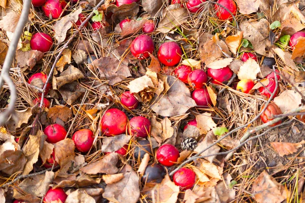 Red apples laying on the ground — 스톡 사진