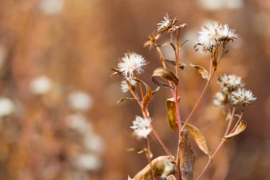 Sonbaharda kuru bitkiler