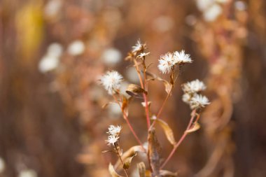 Sonbaharda kuru bitkiler